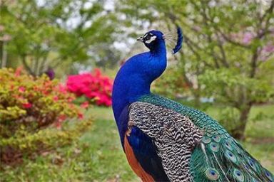 A Visit to Connecticut’s Beardsley Zoo