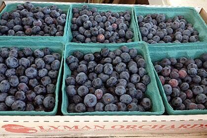 Pick-Your-Own Berries