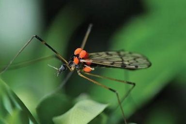 Zika, West Nile and Lyme Disease