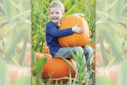 Search for the Perfect Pumpkin