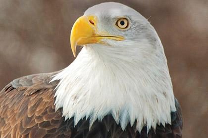 Bald Eagles Up Close and Personal at EagleFest 2017