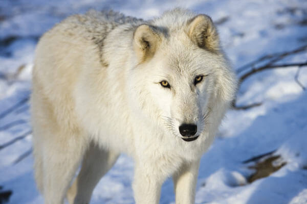 The Wolf Conservation Center