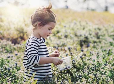 Summer Fruit: Pick-Your-Own