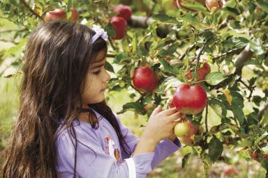 Wilkens Fruit & Fir Farm