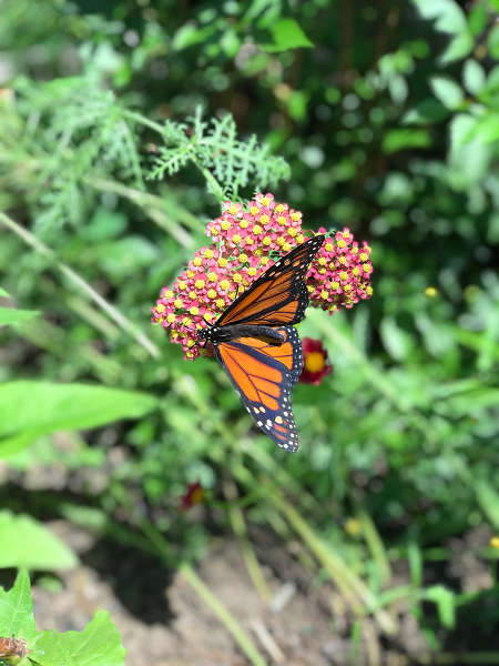 upload-20190615-055208-live_butterfly_exhibit_2019_-_greenburgh_nature_center.jpg