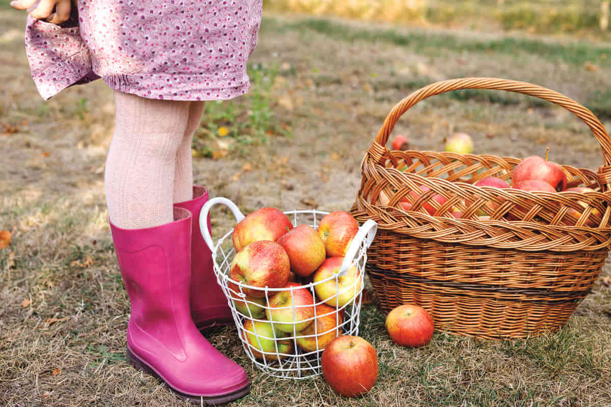 Pick-Your-Own Apples!