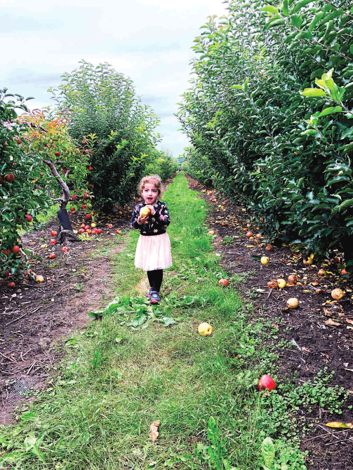 Let’s Go to the Apple Orchard!
