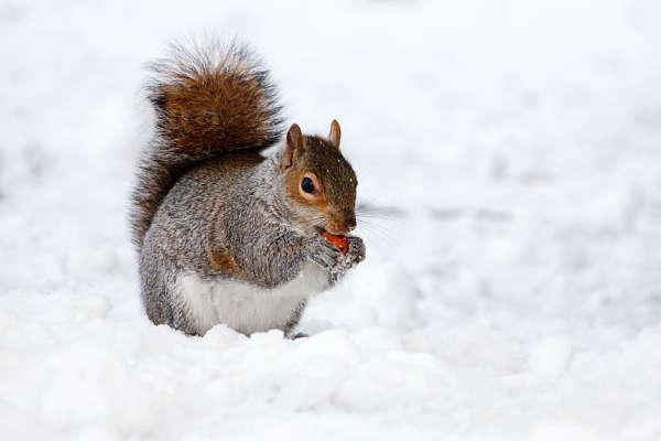 upload-20191118-165237-squirrel_cold_outside_snow_2.jpeg