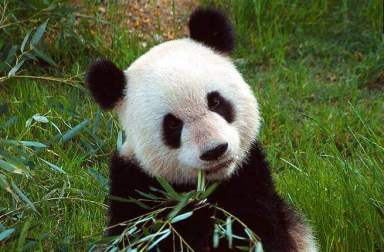 panda