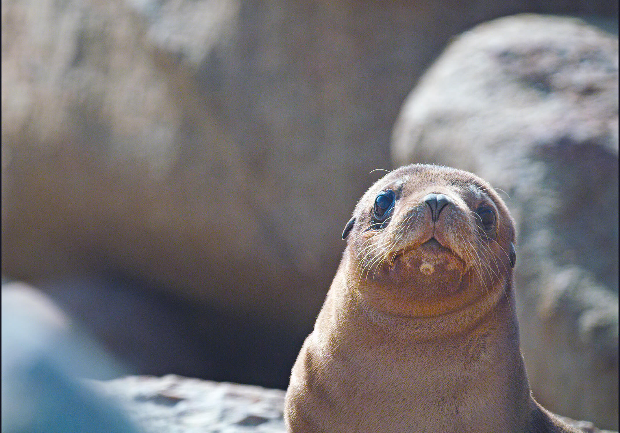 sea lion