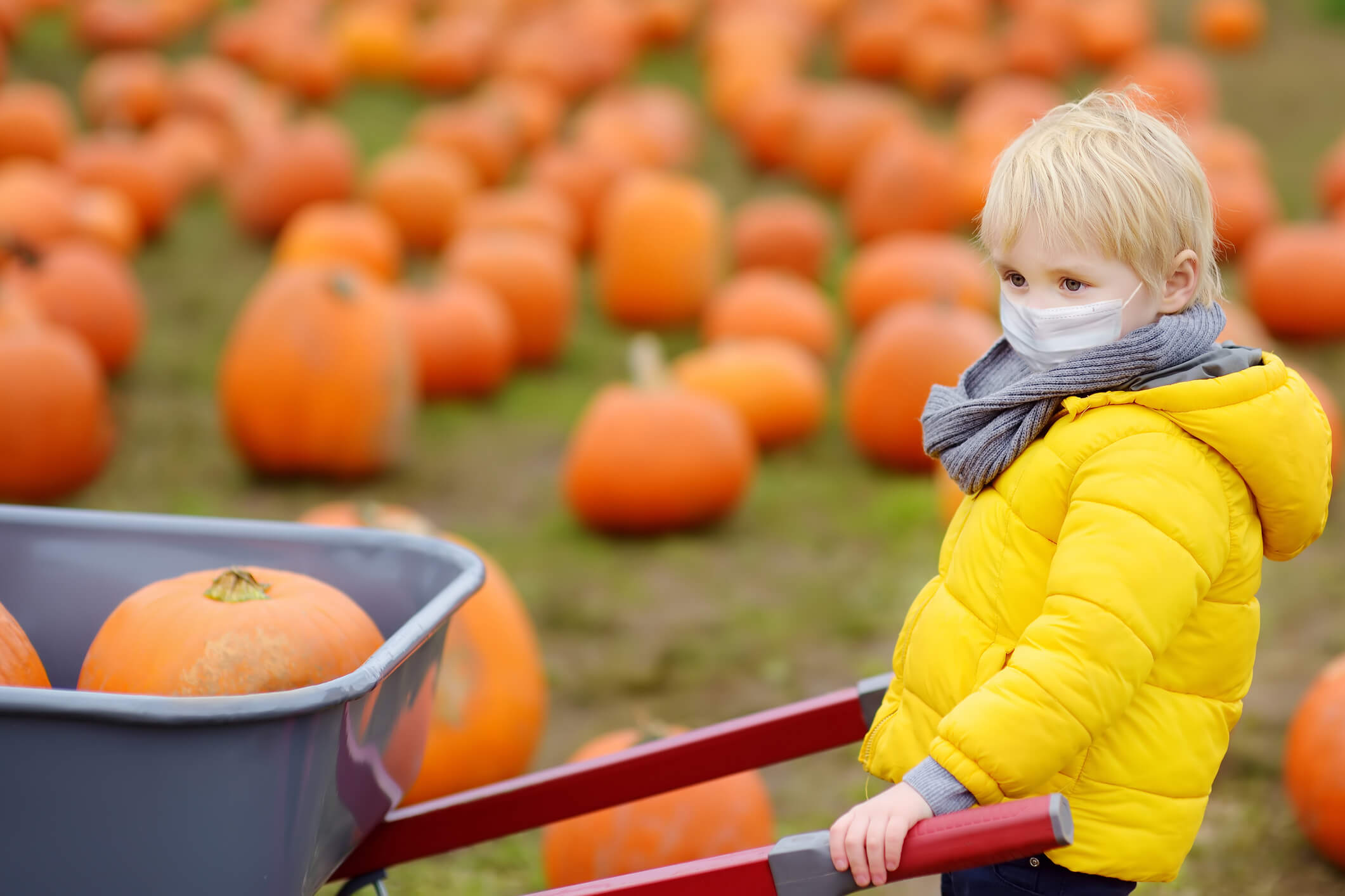 Little boy wearing face mask and keeping social distancing on tour of a pumpkin farm at autumn. Kid carriers wheelbarrow with pumpkins.