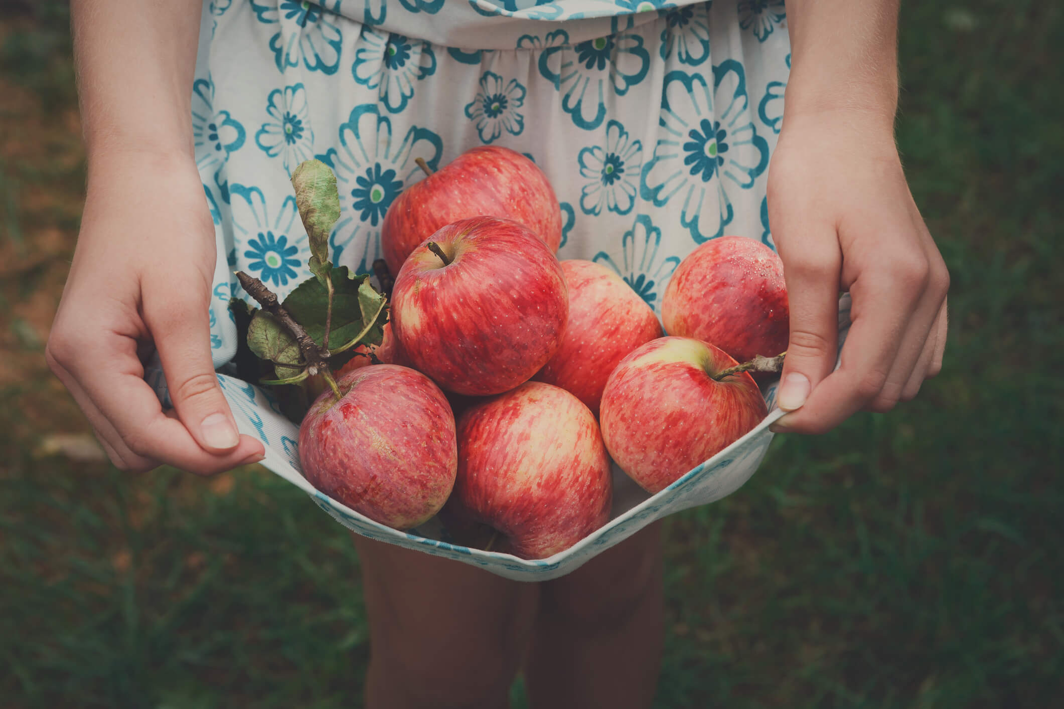 Girl holds apples in skirt hemline