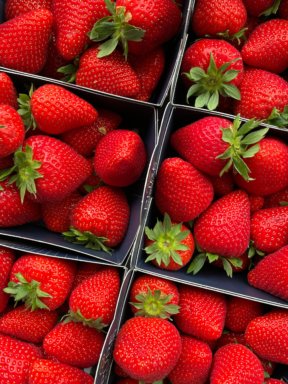 Where to Go Strawberry Picking In and Around Westchester