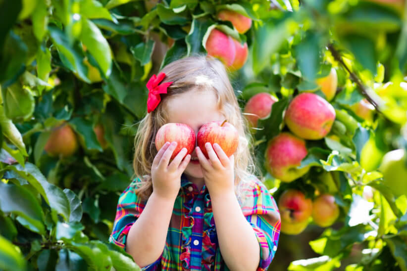 Apple picking in Westchester