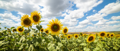 Barton Orchards Sunflower Festival