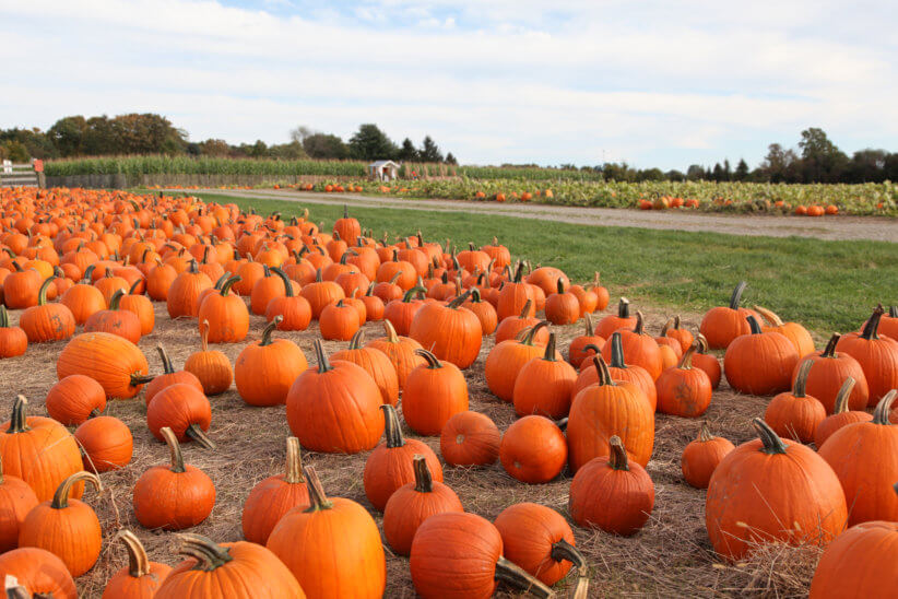 Pumpkin picking in Westchester