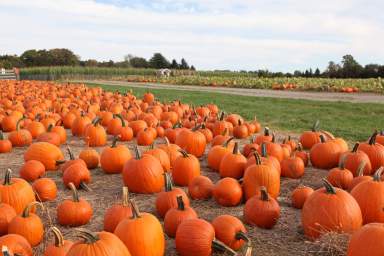 Pumpkin picking in Westchester