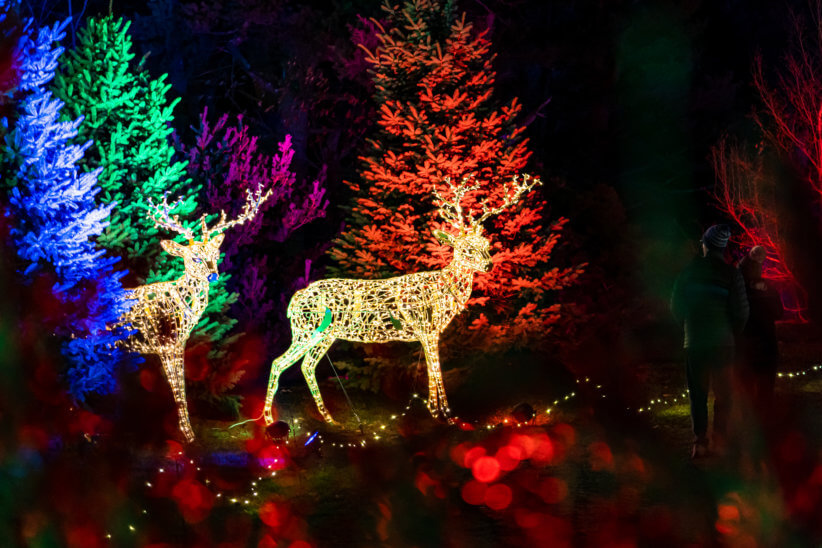 Tickets on Sale Now for LUMAGICA at Harvest Moon Farm & Orchard