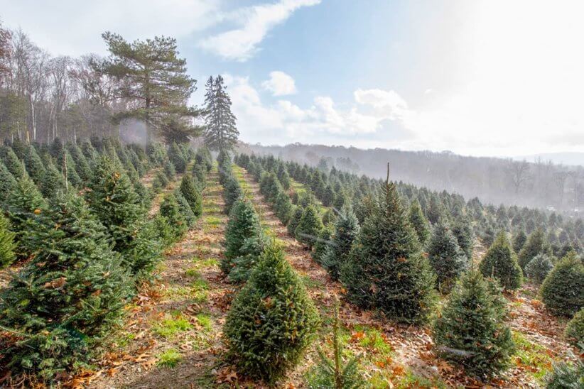 Christmas Tree Farms Westchester