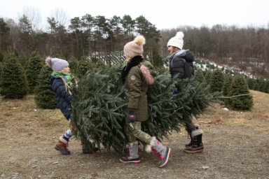 Christmas Tree Farms Westchester