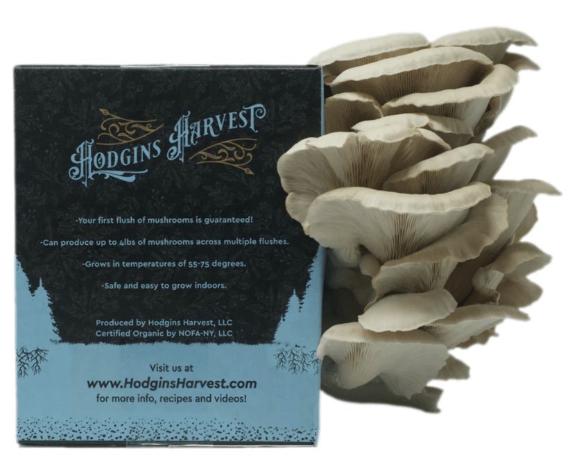 Organic Oyster Mushroom Grow Kit