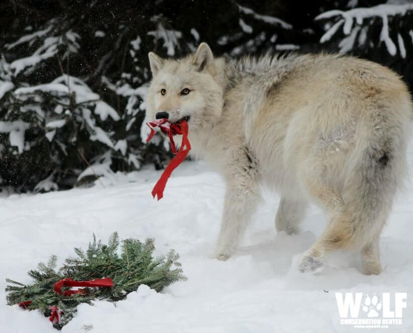 Holiday Howl at the Wolf Conservation Center