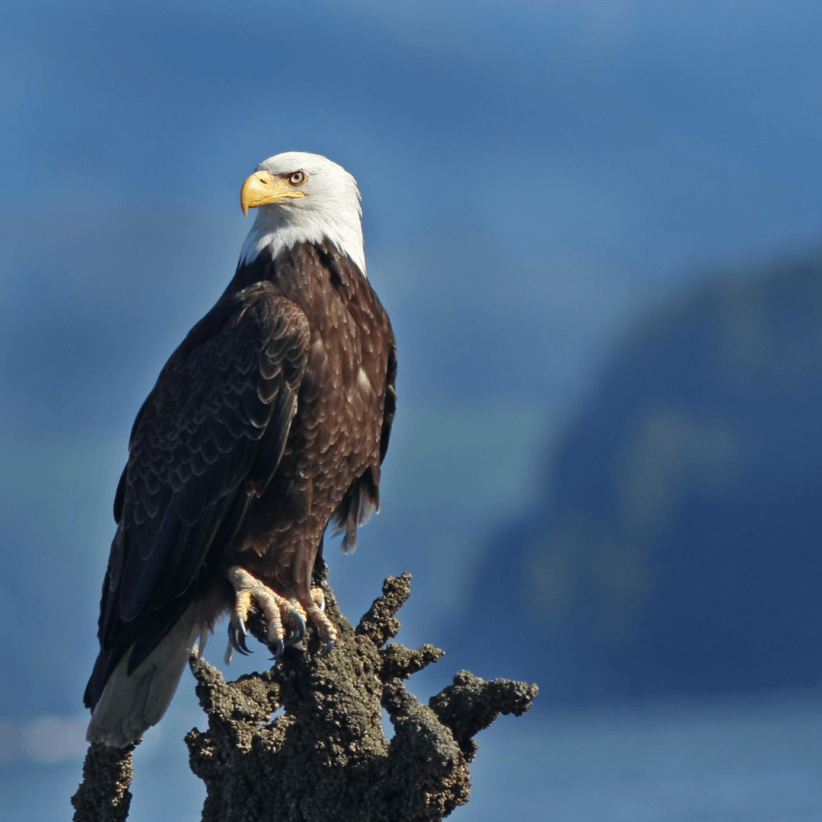 2023 Eagle Watching in Westchester and the Surrounding Area