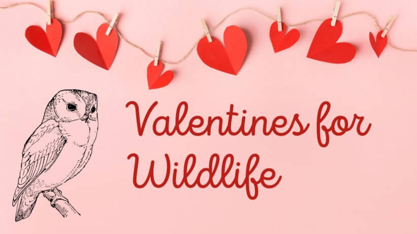 Valentines for Wildlife at Teatown