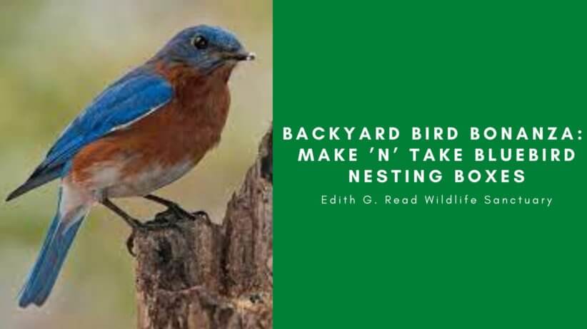 Backyard Bird Bonanza: Make ’n’ Take Bluebird Nesting Boxes