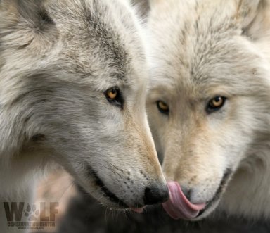 Lobo Love: Valentine’s Day Party with Wolves!