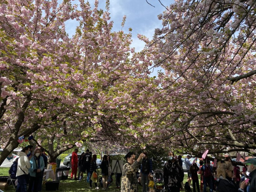 Hastings-on-Hudson Sakura Matsuri (Cherry Blossom Festival)