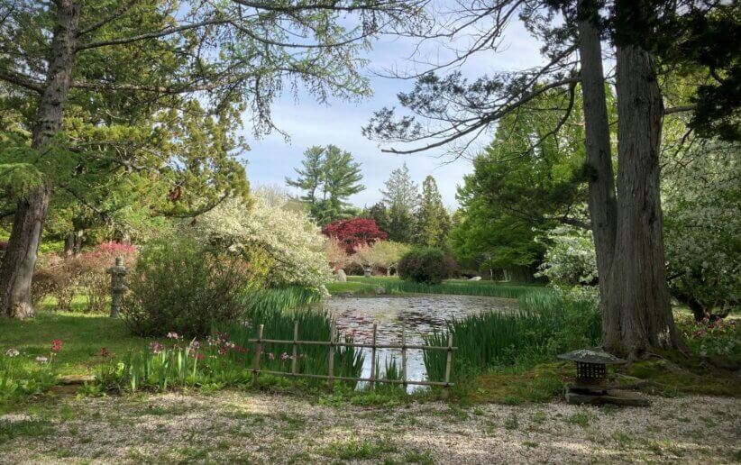 Enjoy Opening Day at the Hammond Museum and Japanese Stroll Garden. Families will enjoy music, access to the grounds and cherry blossoms.