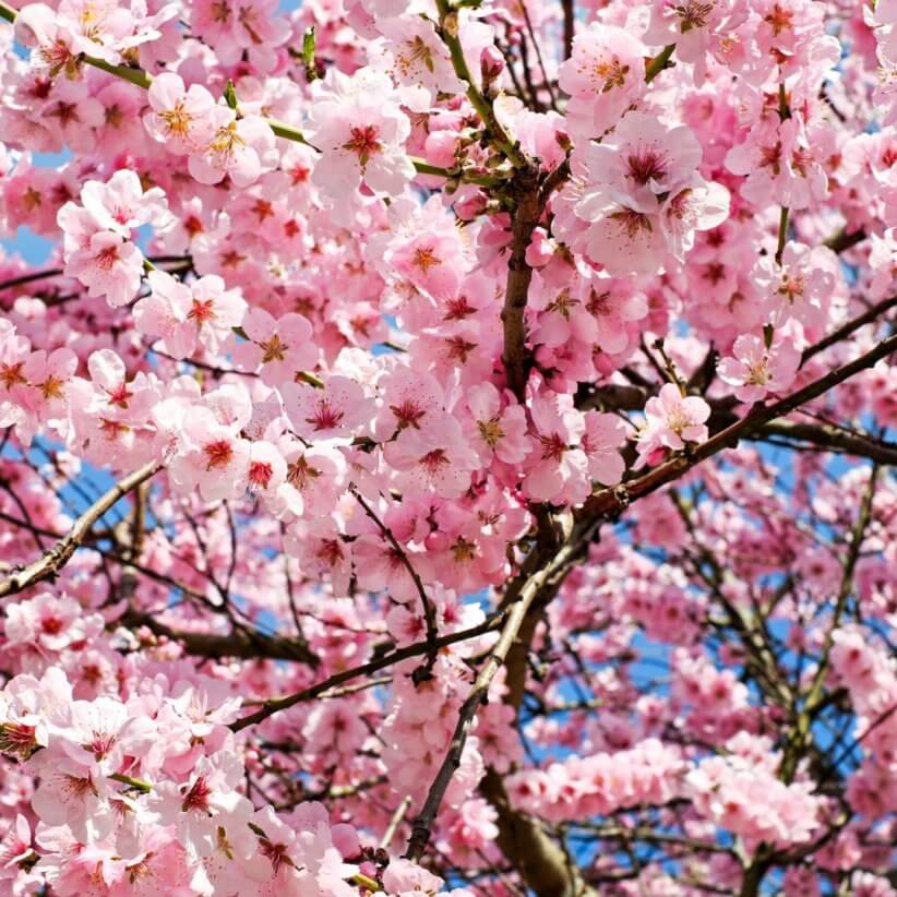Where to See Cherry Blossoms In and Around Westchester