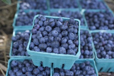 Blueberries at Fishkill Farm