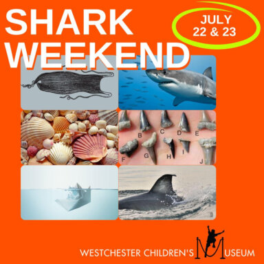 Shark weekend at Westchester Children's Museum