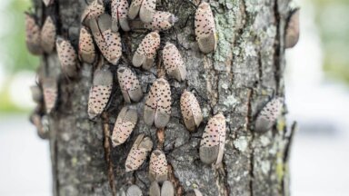 Westchester County Parks Fighting Invasive Spotted Lanternflies