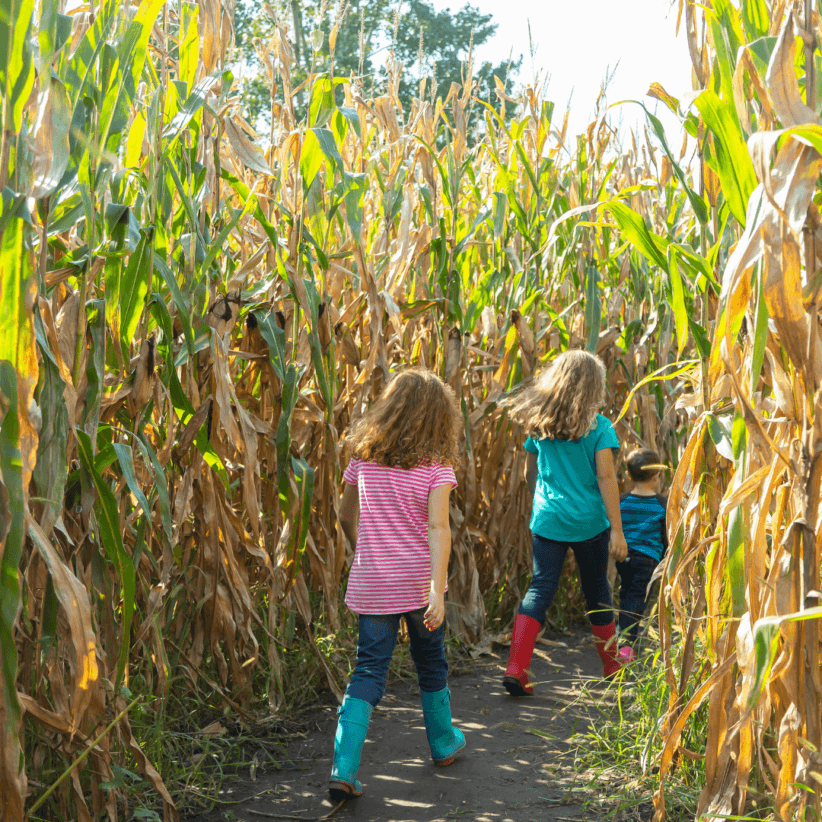 Corn Mazes in Westchester and the Surrounding Area