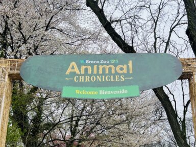 Animal Chronicles Bronx Zoo