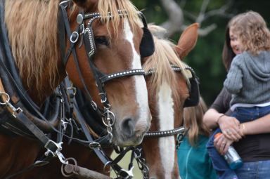 Fort Ticonderoga Horse Image